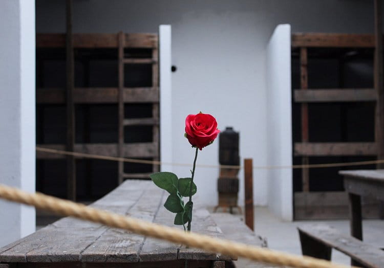 Terezínská růže