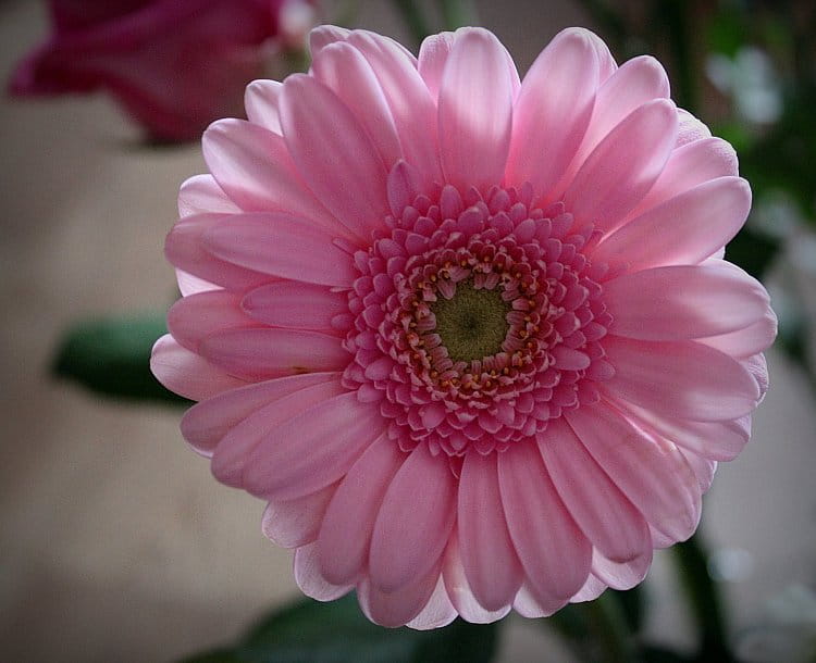 Gerbera