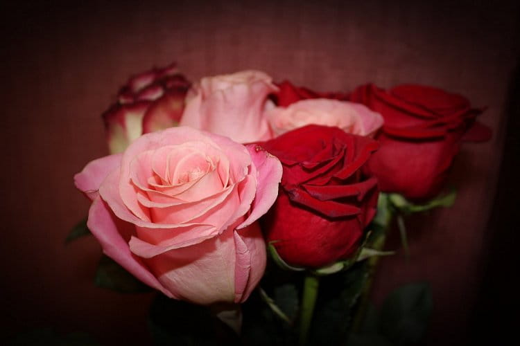 Roses ♥II.