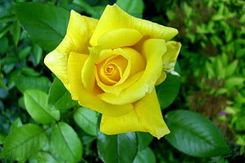 Žlutá růže