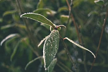 Jinovatka