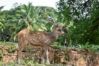 Cervus nippon - Trincomalee City