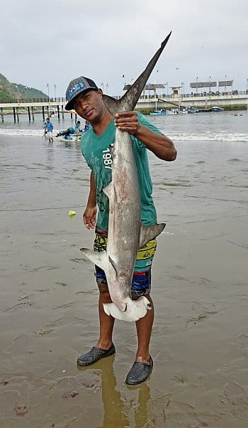 Žralok mlatkohlavý, Puerto Lopez, Ekvádor