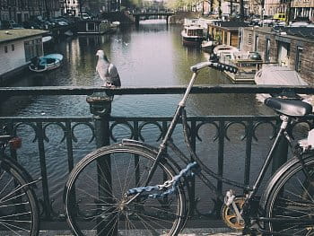 Zvěř v Amsterdamu