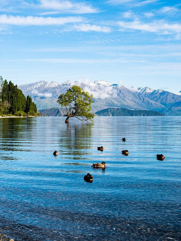 Wanaka tree