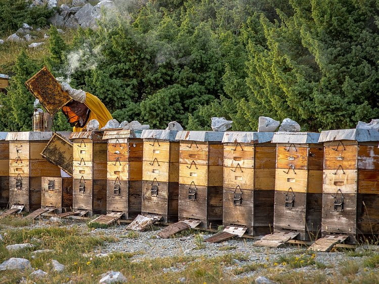 Včelař - Chorvatsko