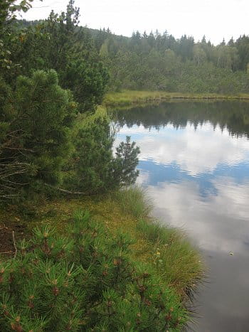 Chalupská slať Šumava