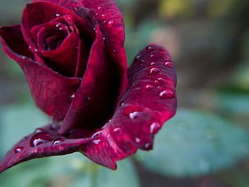 Růže po dešti