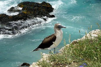 Chvíľa oddychu, Malé Galapágy, Ecuador