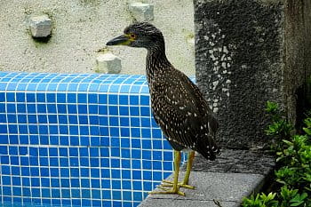 Nad prázdnym bazénom, Ecuador