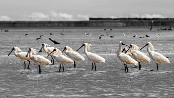 Royal Spoonbill