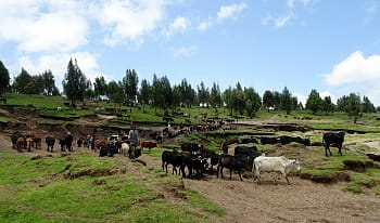 Pastier a jeho stádo, Etiópia