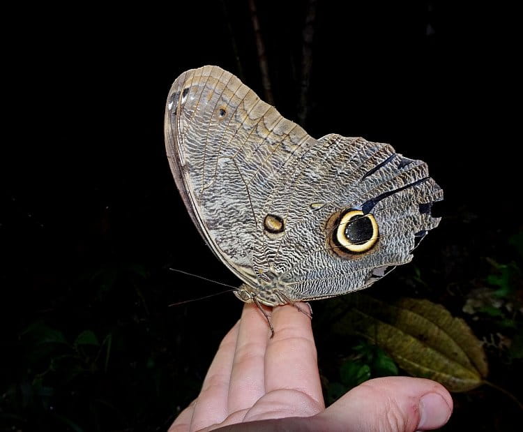 Nočný úlovok, Ecuador