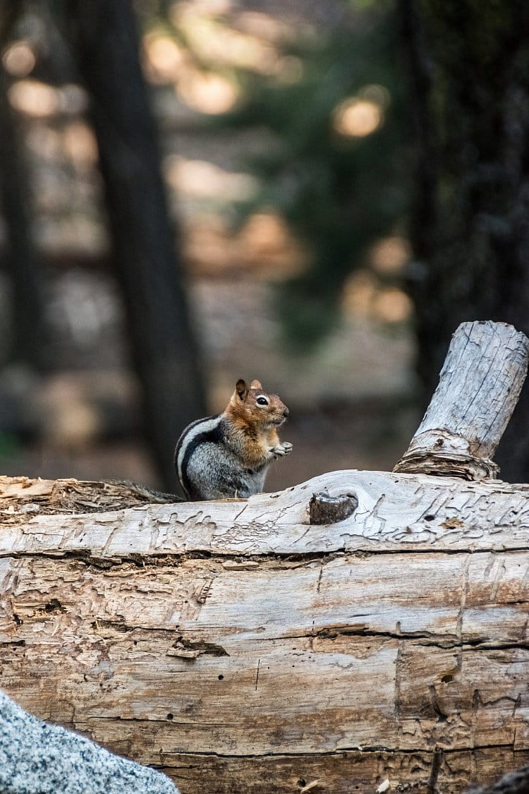 Chipmunk v NP Sequoia