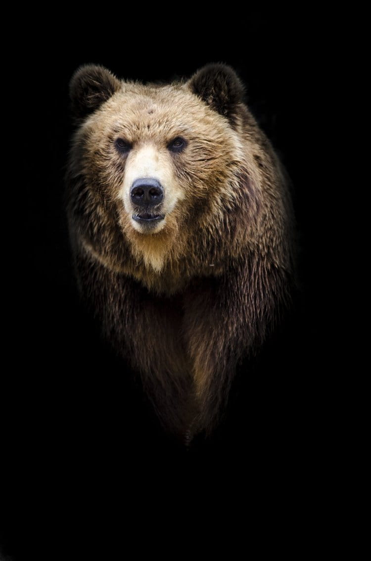 Medveď