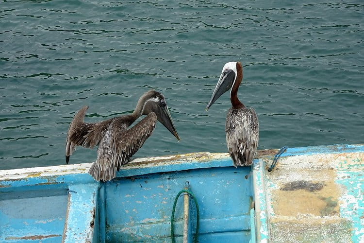 Pelikány, Ecuador