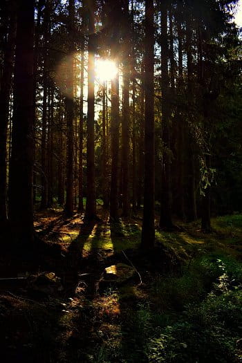 Světlo lesa