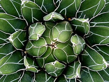 AGAVE VICTORIAE