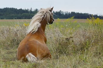 Kůň v krajině