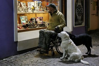 Kluci, dneska mají hodinky pro psy !