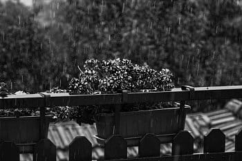 Flowers in rain