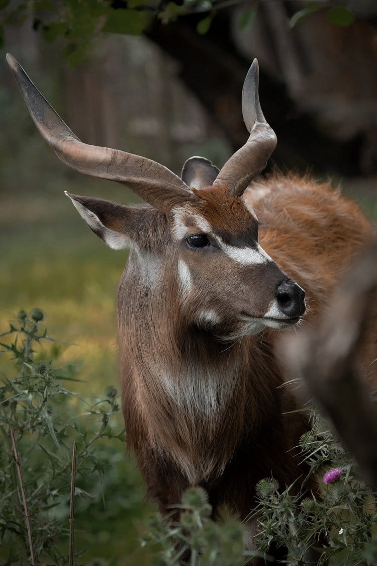 Nyala