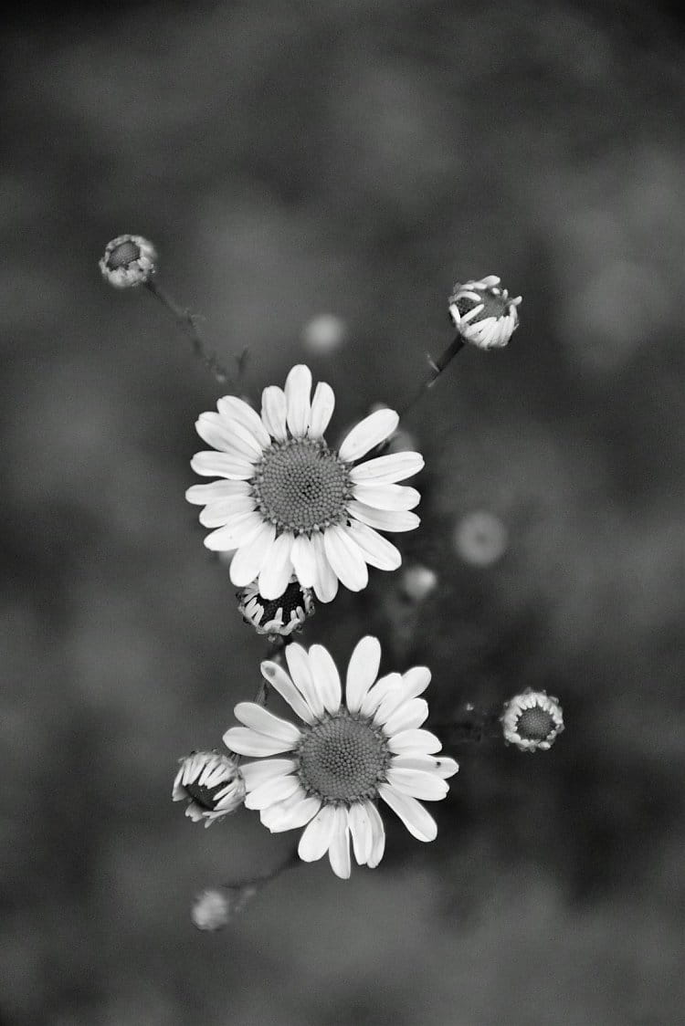 Černobílé květení