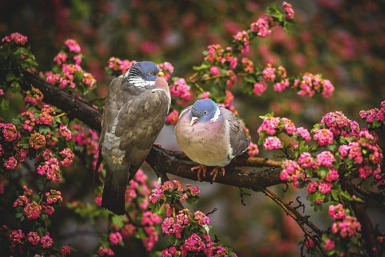 Ptačí láska