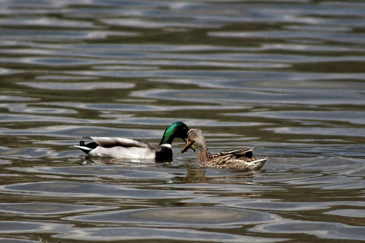 Láska na vodě