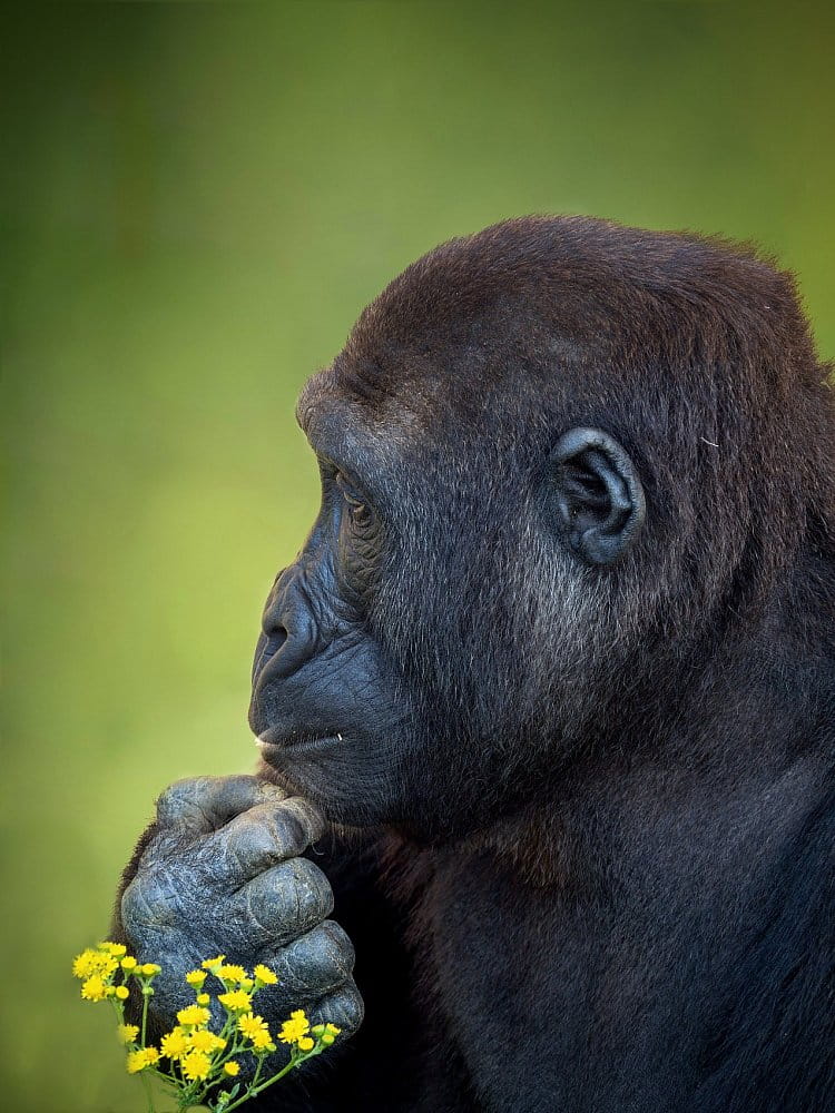 Zamilovaná Gorila Nížinná