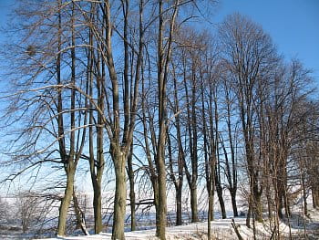 Lednové stromořadí