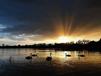 Labutí jezero