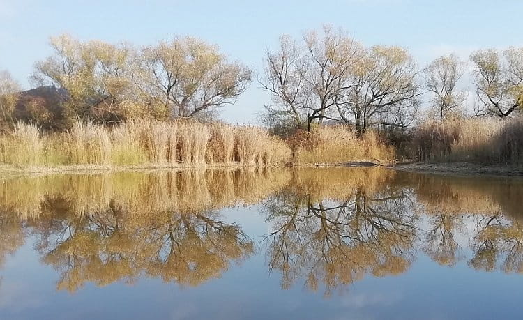 Přírodní zrcadlo