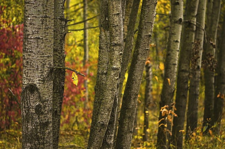 Les plný podzimu