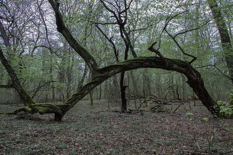 Ranšpurk - národní přírodní rezervace