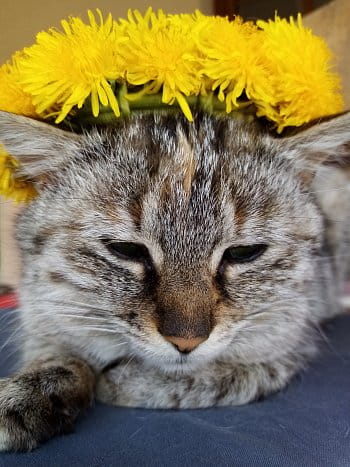 Jarní kočička