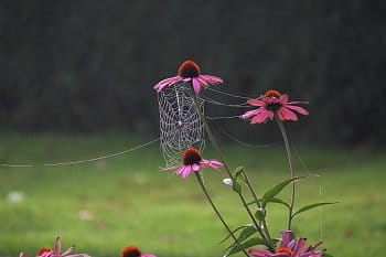 Pavučina a Echinacea