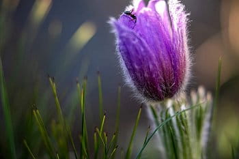 Pulsatilla