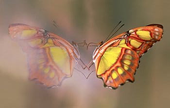 Motýlí zrcadlení
