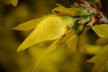 Forsythia - detail květu