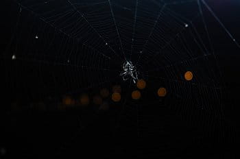 Noční život pavouka