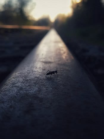 Mravenec na špacíru.