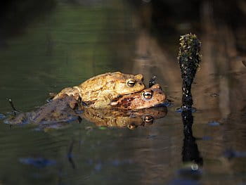 Ropucha obecná (Bufo Bufo)