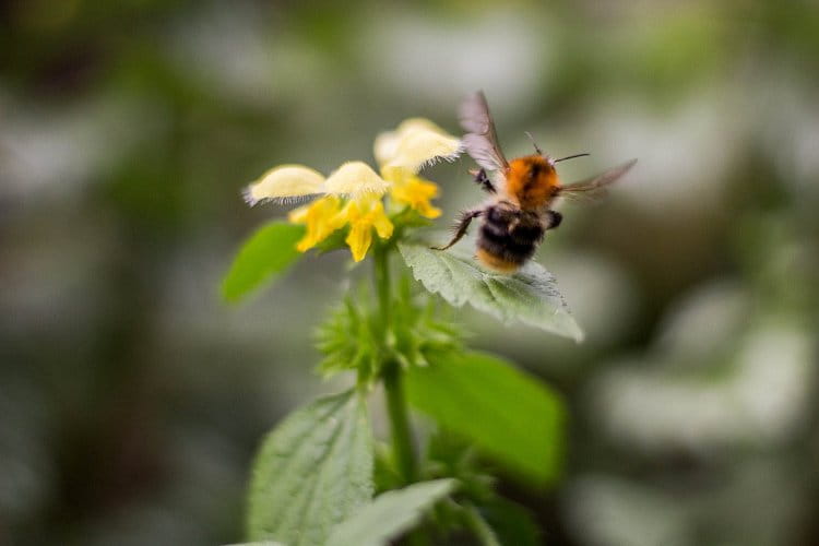 Bumble-bee