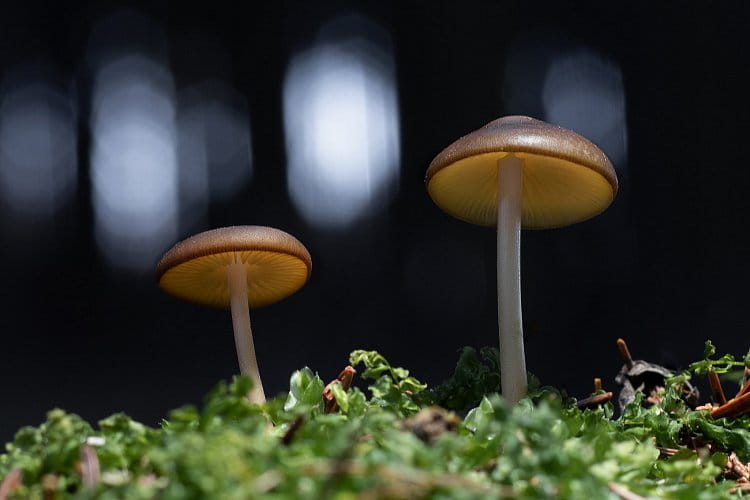 Magické houby