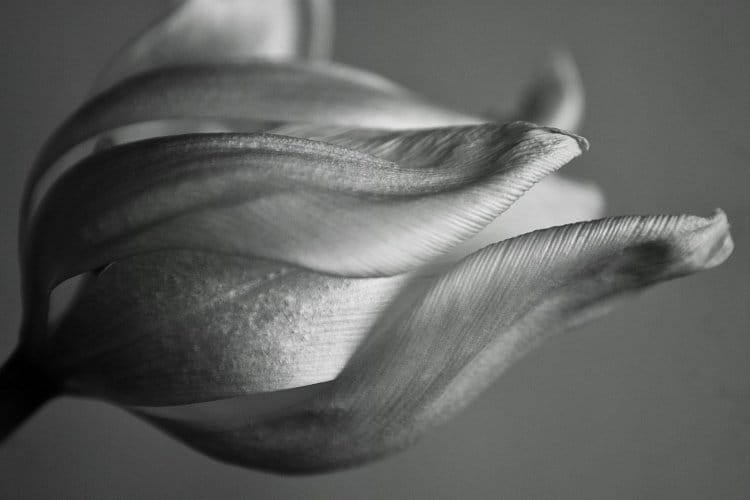 Bílý tulipán BW