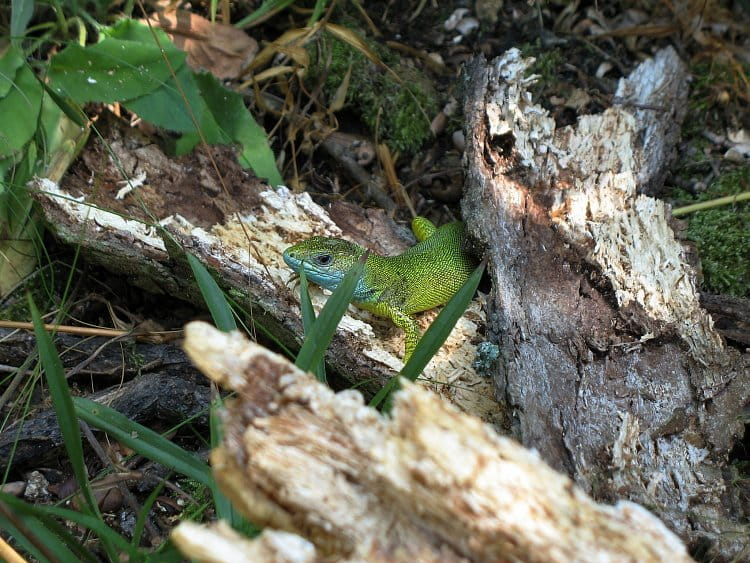 Ještěrka zelená – LACERTA VIRIDIS