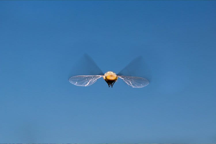 Letící pestřenka
