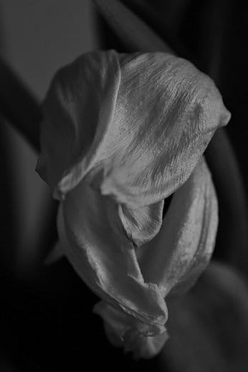 Bílý tulipán