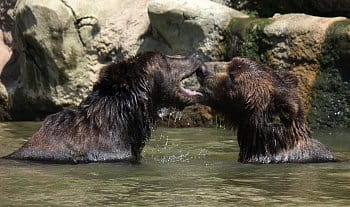 Medvědí láska